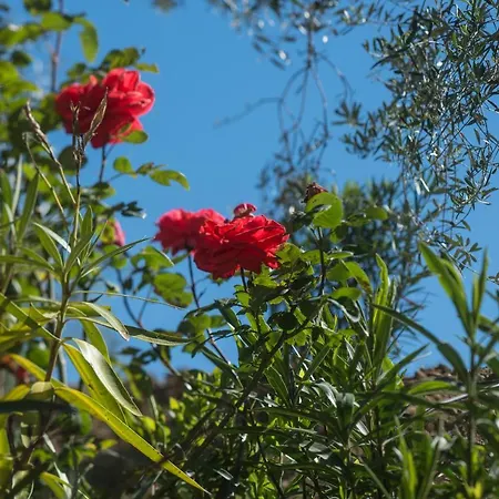 Bed & Breakfast La Valletta Boutique Wine Estate Panzano in Chianti